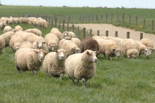 近期奶粉为什么没有奶香味,奶味没那么重的奶粉有哪些
