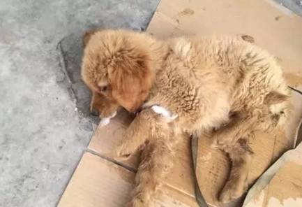 多少度狗狗会中暑,狗狗中暑打什么药