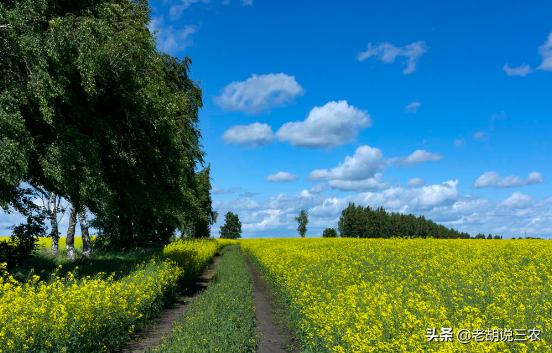 邻居地里种树影响我家农作物生长,农田旁边种树影响我怎么办
