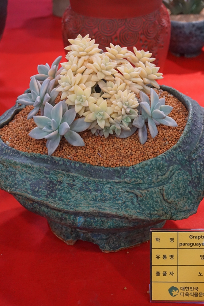 多肉欣赏桃美人,多肉植物欣赏