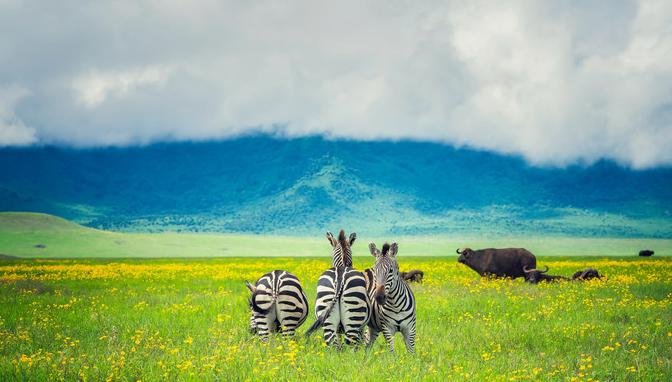 坦桑尼亚之旅,坦桑尼亚东非草原