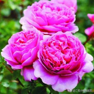 鍥壓鑺卞崏绉嶆鐭ヨ瘑鍏ラ棬,鑺卞崏鍥壓濡備綍鍏ラ棬