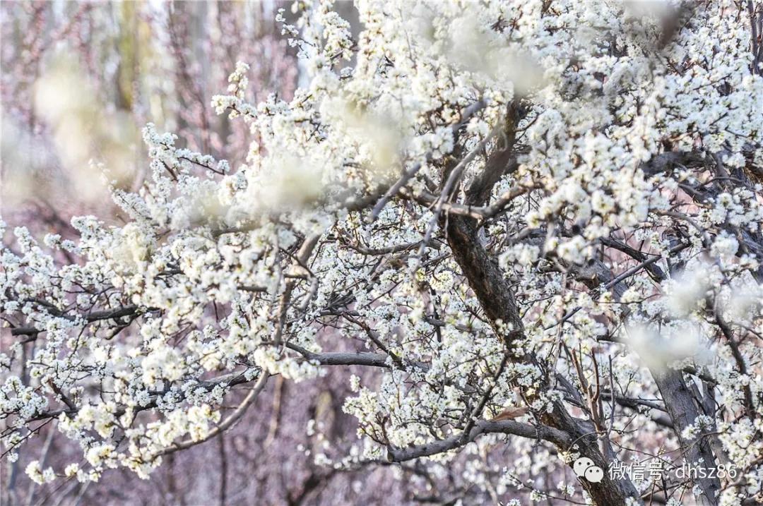 敦煌鸣沙山下百花争艳,甘肃敦煌鸣沙山下杏花枝头春意闹