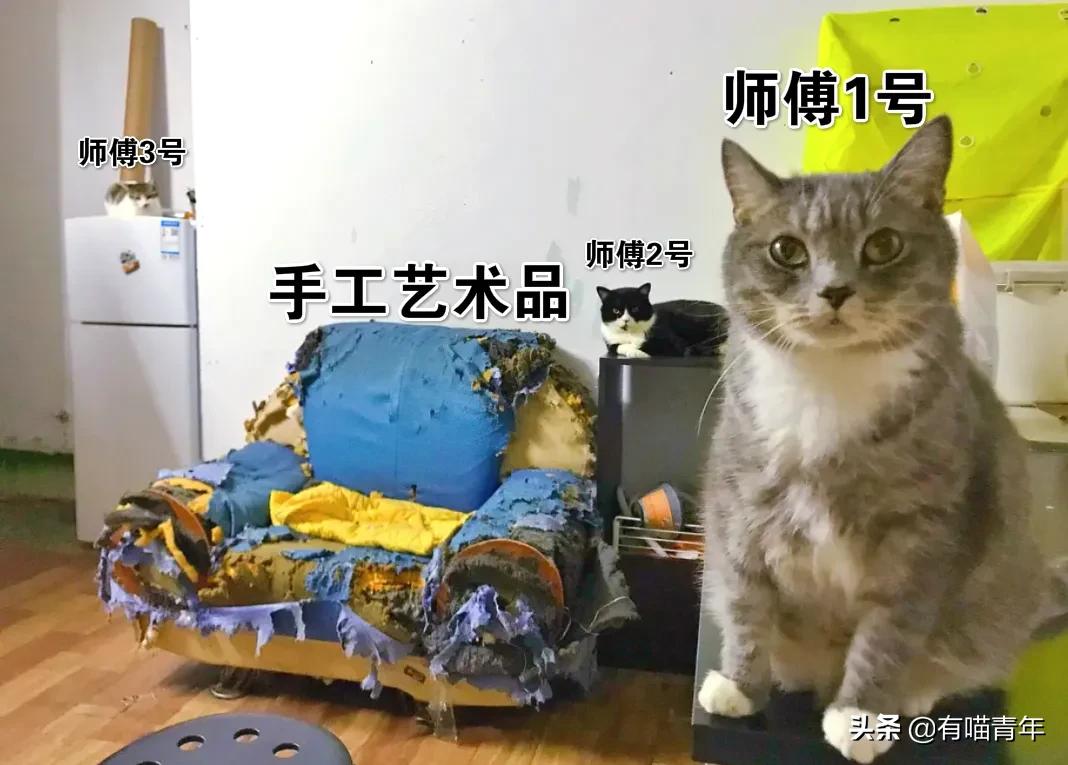 对着猫吹气会怎么样,对着猫吹烟有害吗