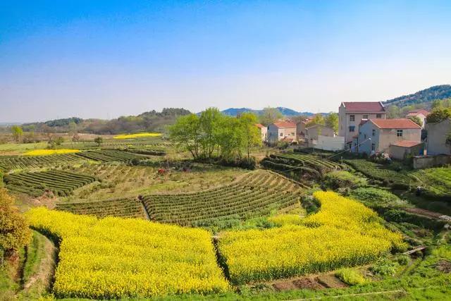 疫情过后一起来踏青吧,疫情过后一起去山花浪漫处
