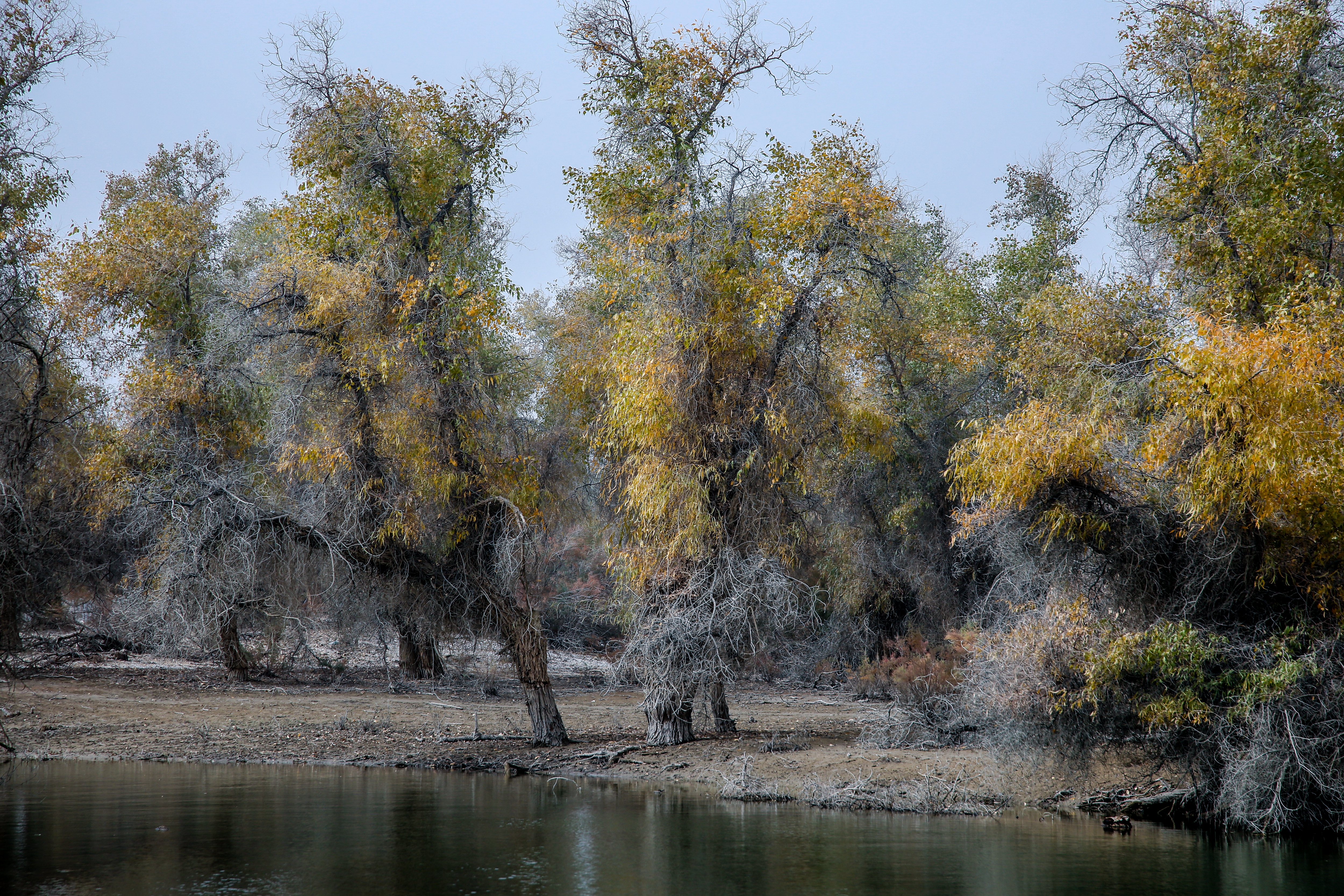 沙雅冬天的胡杨,沙雅胡杨秋天