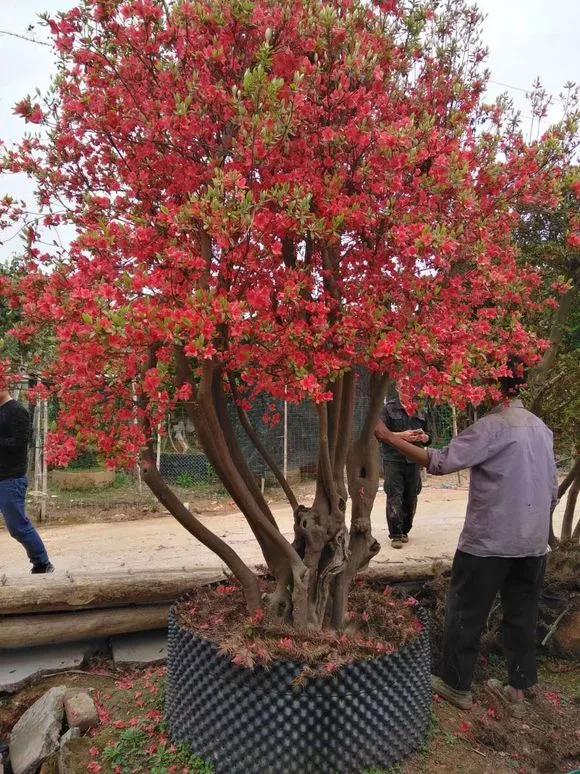 养花忘记浇水的幽默句子,养花浇水不知道量怎么办