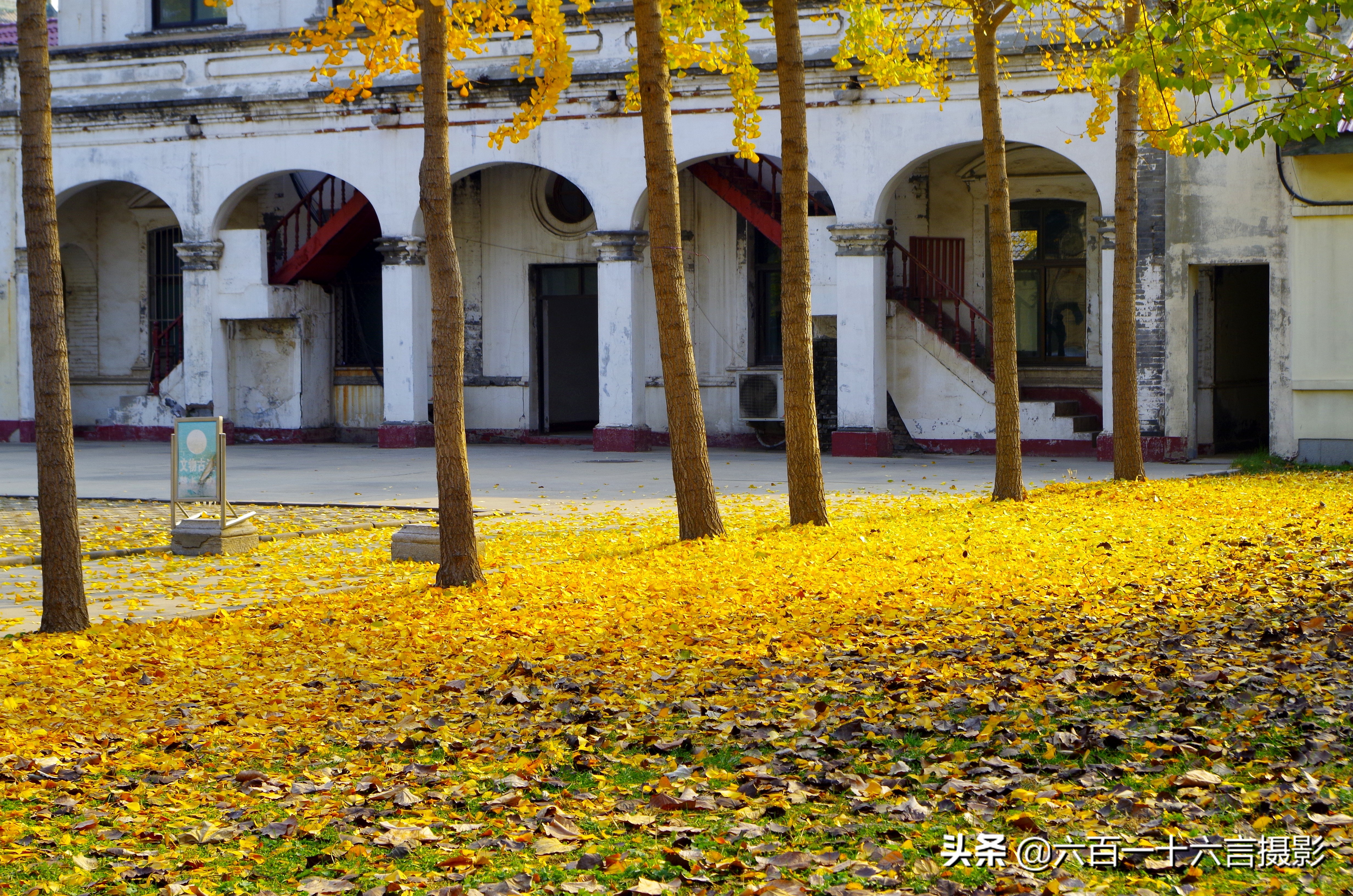 银杏哪里看最美附近,今年最后的银杏树
