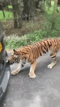 老虎的繁衍与生育,老虎的繁衍能力为什么比不上猫