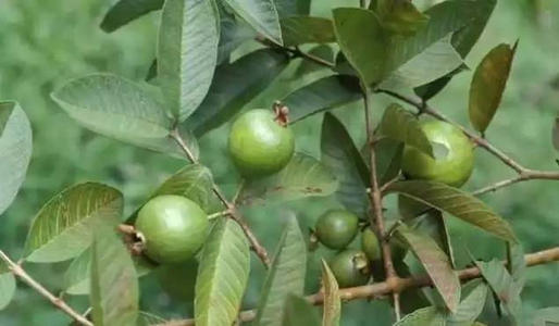 它外面像不熟的,里面像西瓜,广东人喊它“鸡屎果”,你吃过吗?