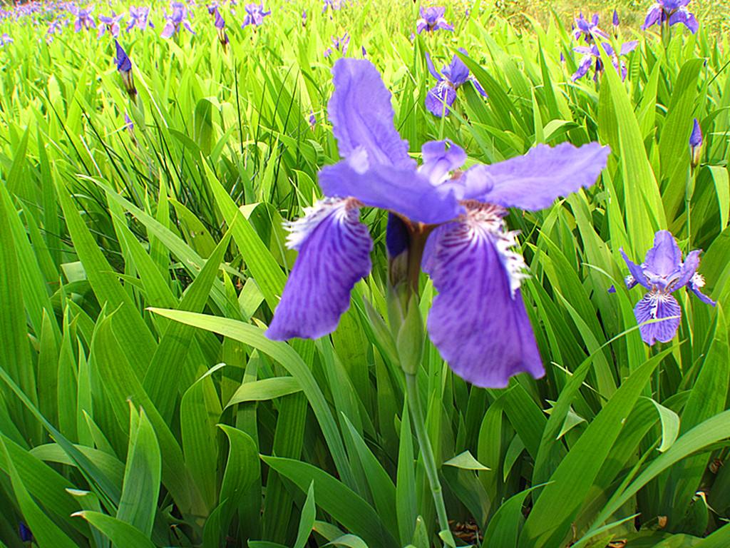 中国名花兰花盆栽,盆栽兰花唯美古风