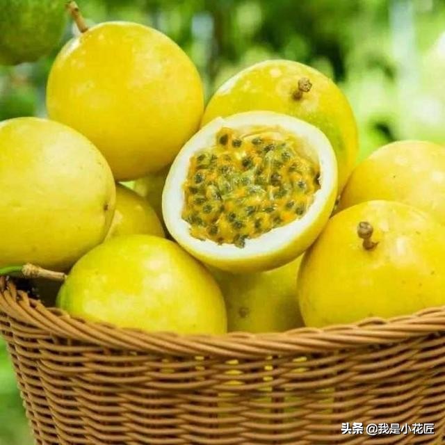 适合阳台种植的爬藤植物都有哪些,家庭阳台种什么爬藤植物比较好