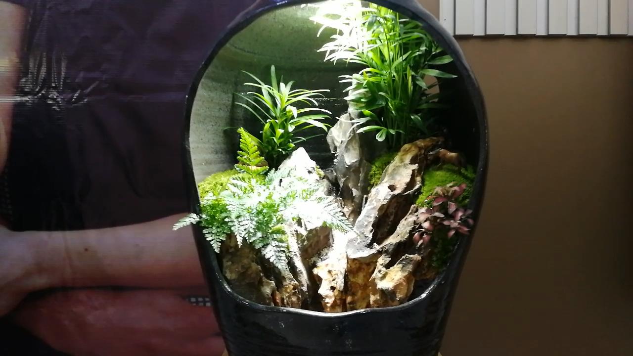 参观新开的草缸店，才开了1个月，邯郸兄弟，从玩家变老板