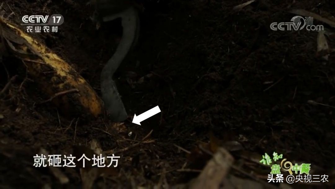 冬笋没能去除麻涩味吃了有害吗,冬笋如何焯水去涩味放冰糖和白醋