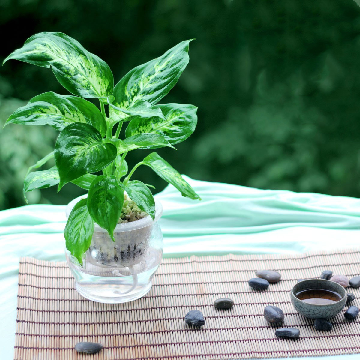 传统万年青的养殖方法,万年青怎么养才茂盛