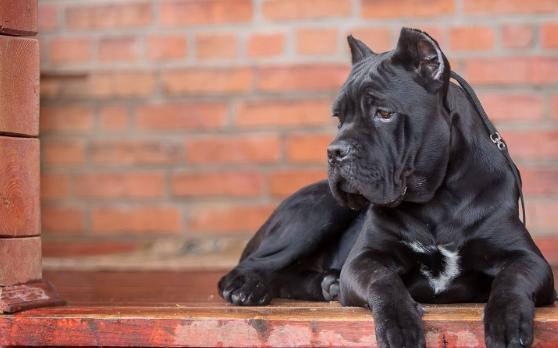 卡斯罗的护卫能力,卡斯罗的这五个优点