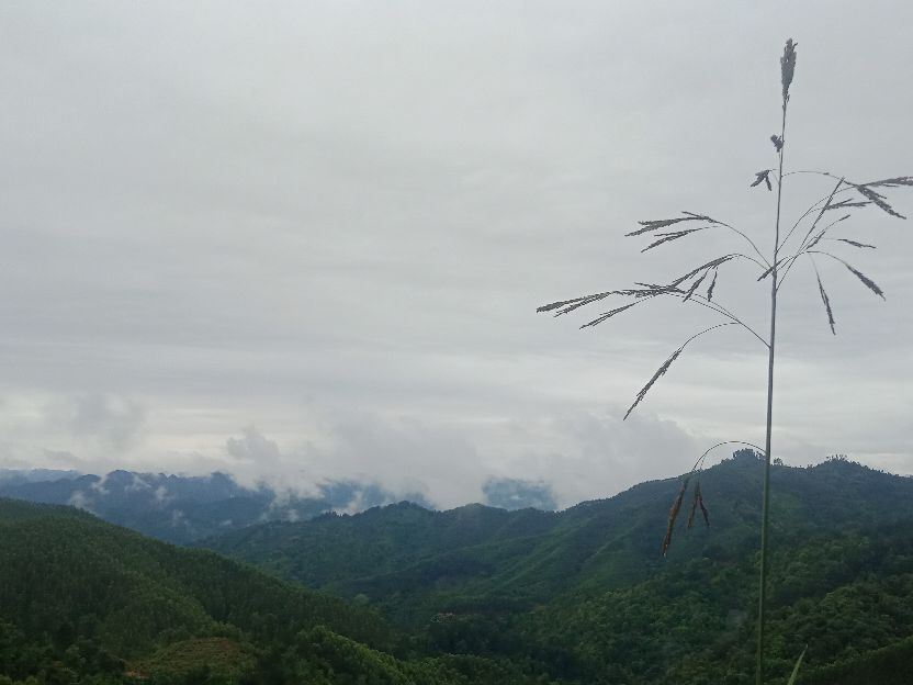 中国人民武装警察部队森林消防,武装森林警察部队