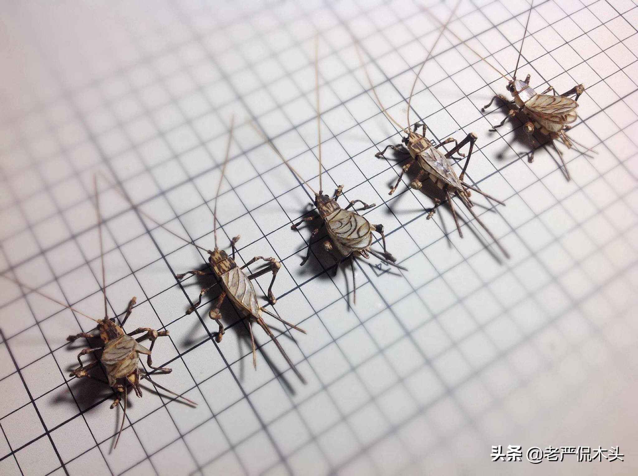 昆虫标本树脂竹节虫,昆虫标本制作竹节虫