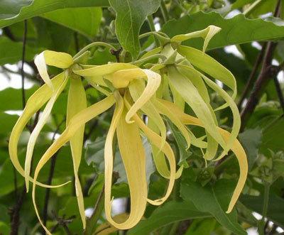 香奈儿5号香水瓶设计,香奈儿5号香水制作过程