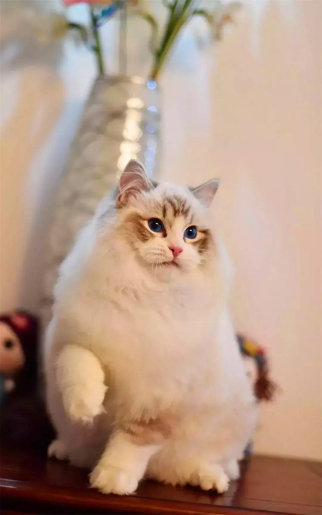 如何用猫条训练猫咪握手,铲屎官学猫咪姿势