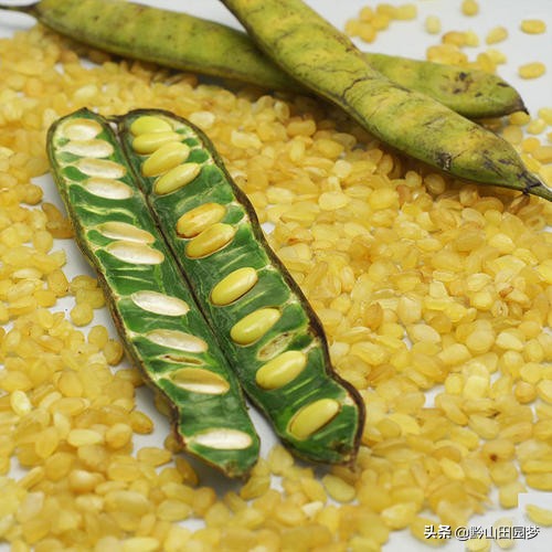 市面上的假大米真的多吗,揭秘大米造假内幕