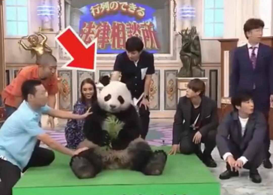 外国人为什么这么喜欢大熊猫呢,外国人究竟有多爱大熊猫