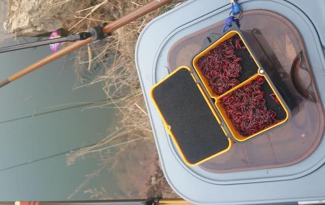 为什么黑坑禁用红虫,为什么很多黑坑禁红虫