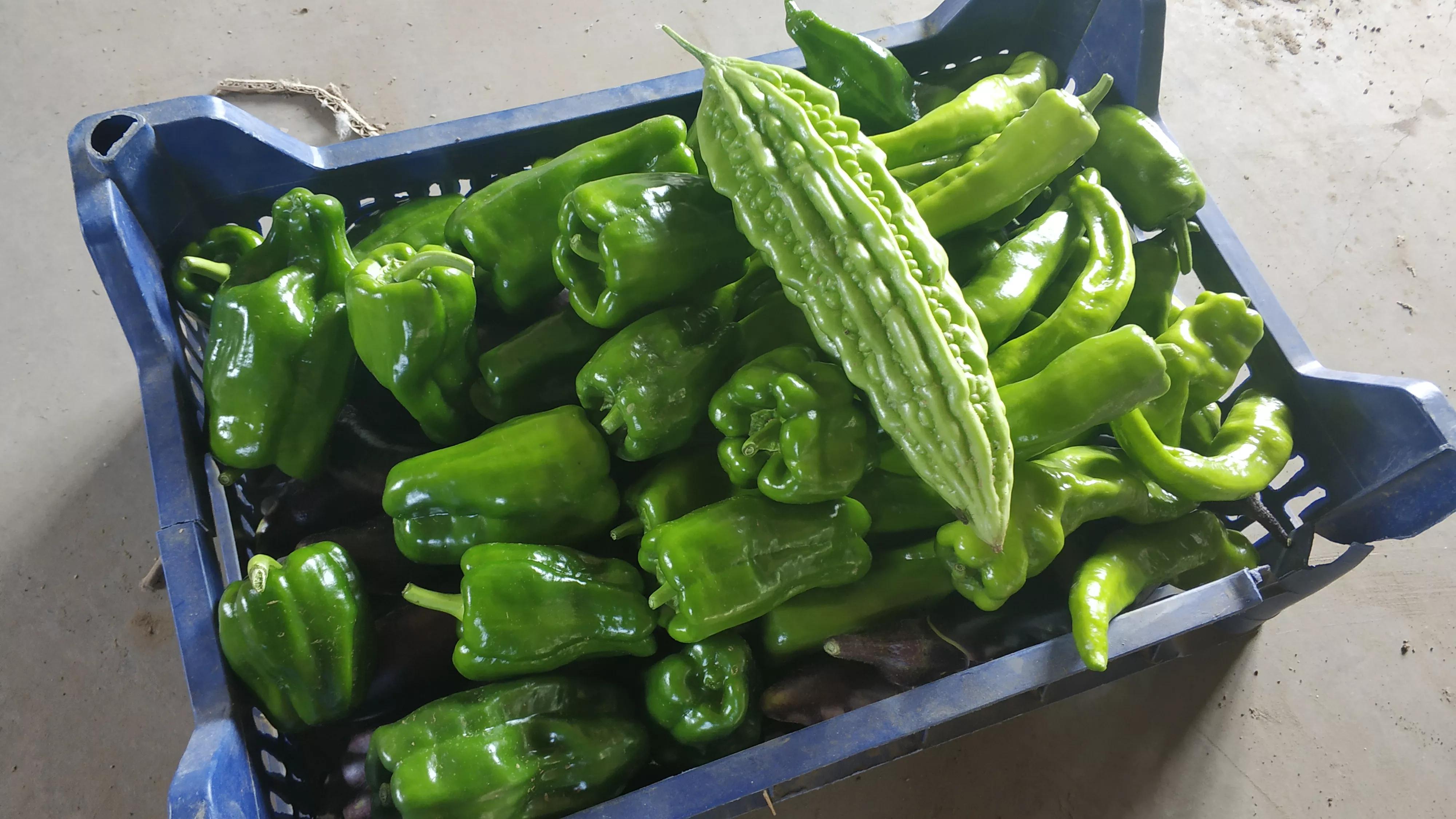 我的种植初体验,有机农业增产