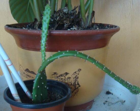 仙人掌嫁接蟹爪兰仙人掌蔫了,仙人掌全软了蔫了怎么办