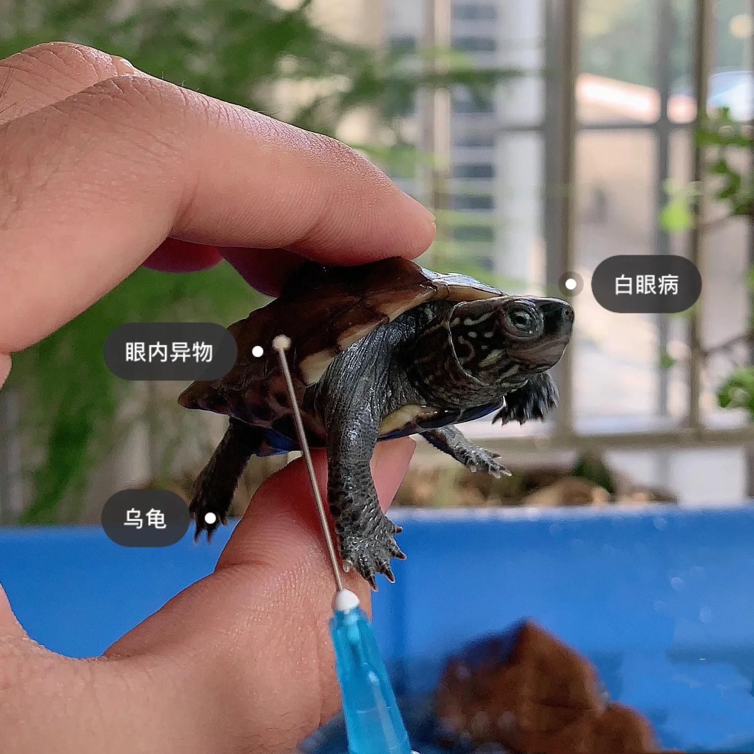 养乌龟日记全集,乌龟白眼病干养的正确方法