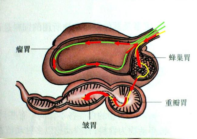 养羊遇到的羊病问题,羊的消化功能弱怎么调理