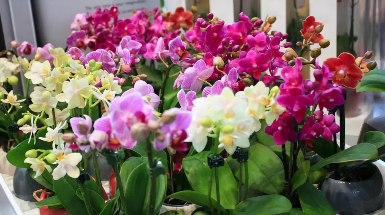 这“38种花”,当你开始收集品种时,你已入坑颇深