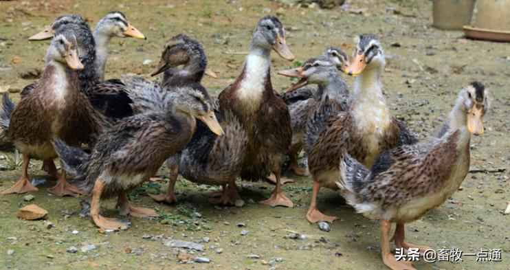 鸡人工助产有什么影响,鸭子人工助产怎么判断吸收好了