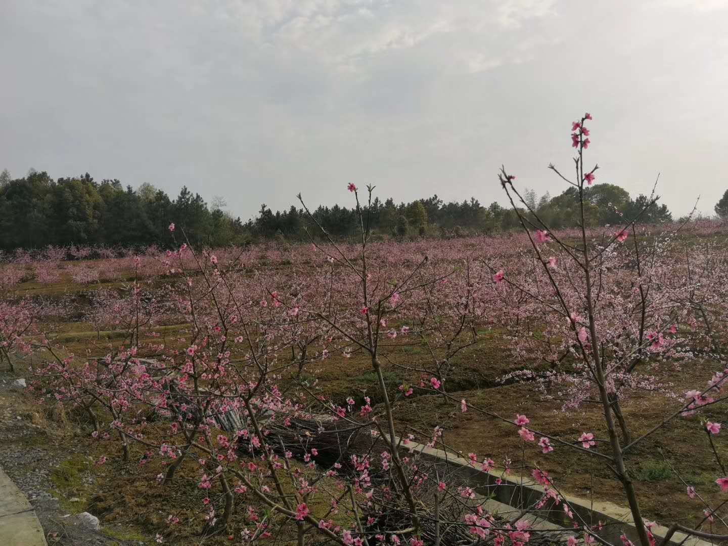 特色产业带动村民就业,产业发展和村民增收致富具体措施