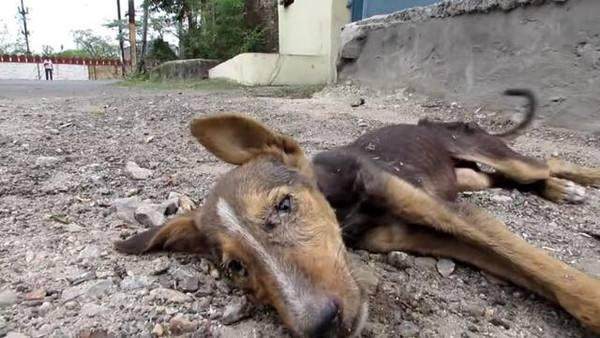 狗狗患上狂犬病的几种表现,狗狗有狂犬病早期会出现什么现象