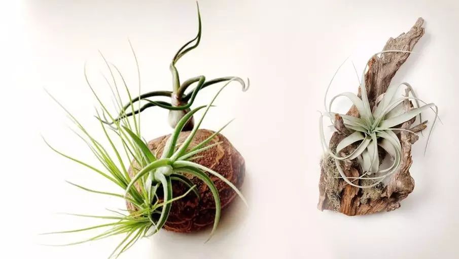 置爱|植物1.0是种在盆儿里的,植物2.0都趴在墙上的