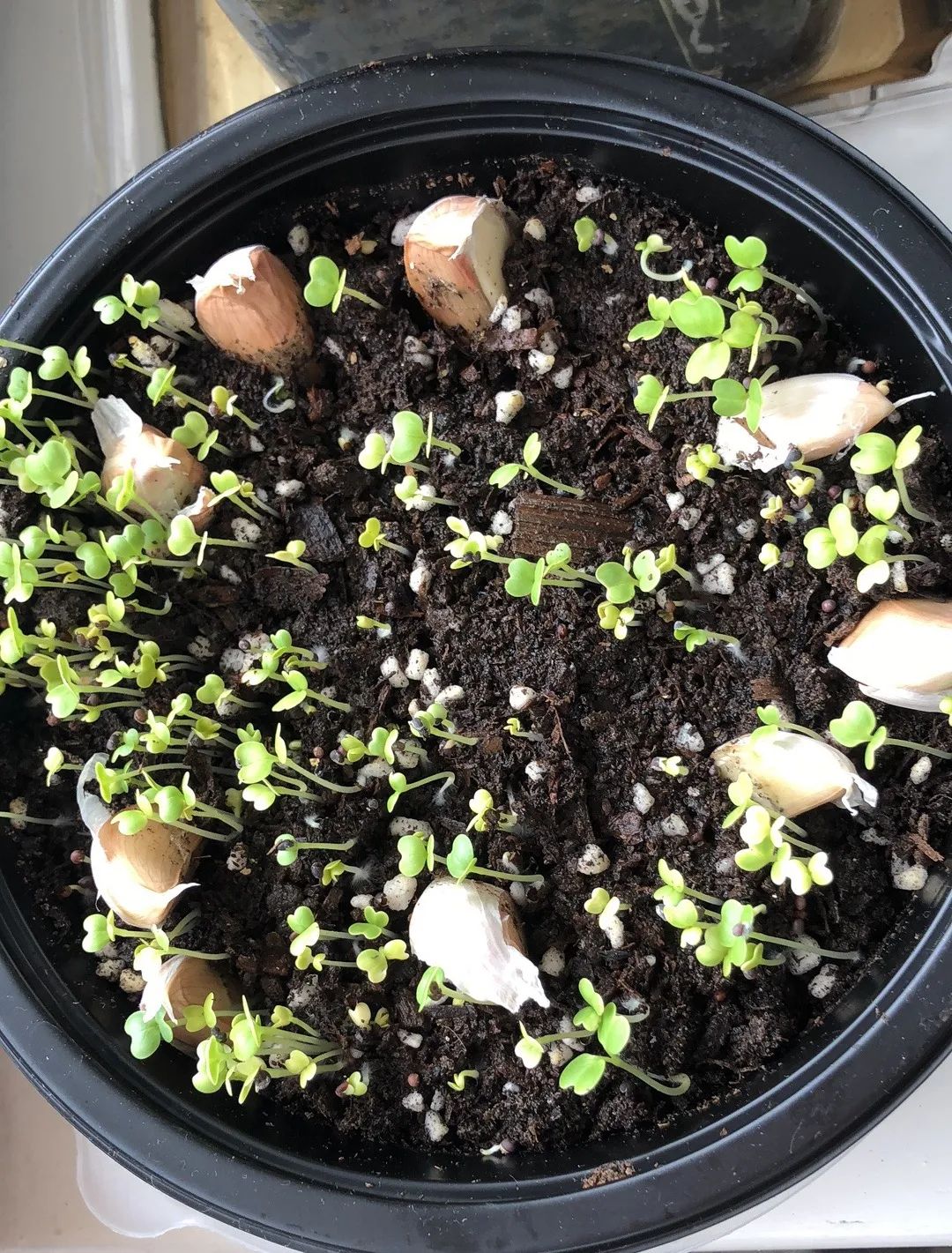 手把手教你阳台种菜,阳台种菜究竟是省钱还是费钱