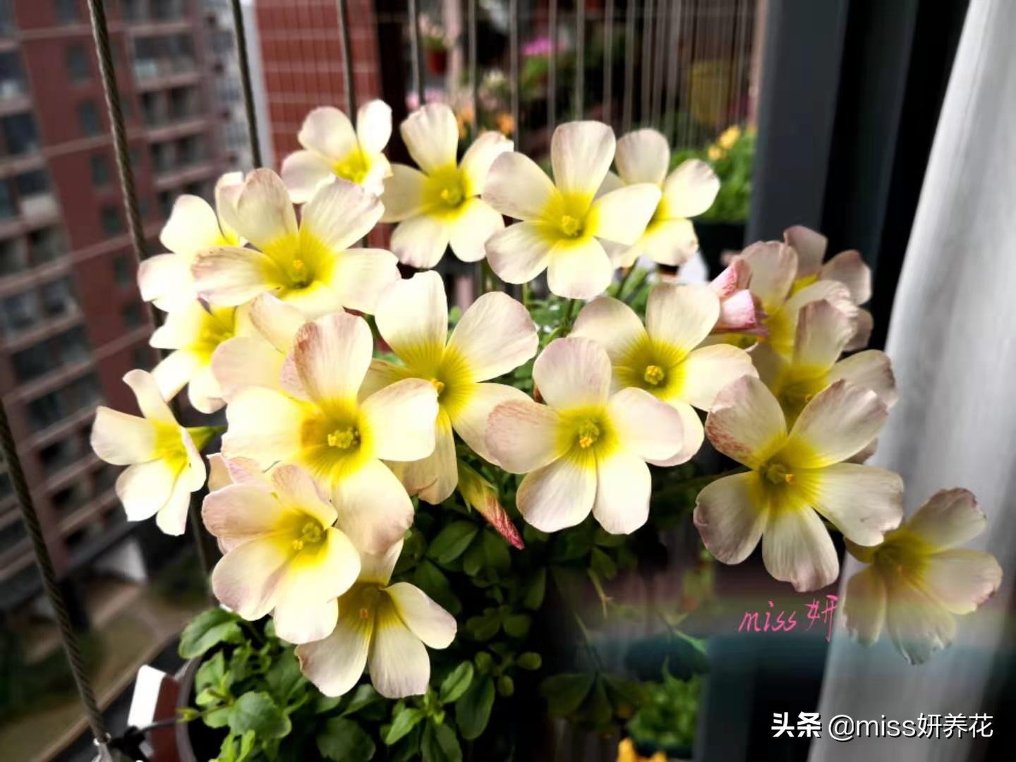 酢浆草种球品种图鉴大全,酢浆草种球品种图鉴