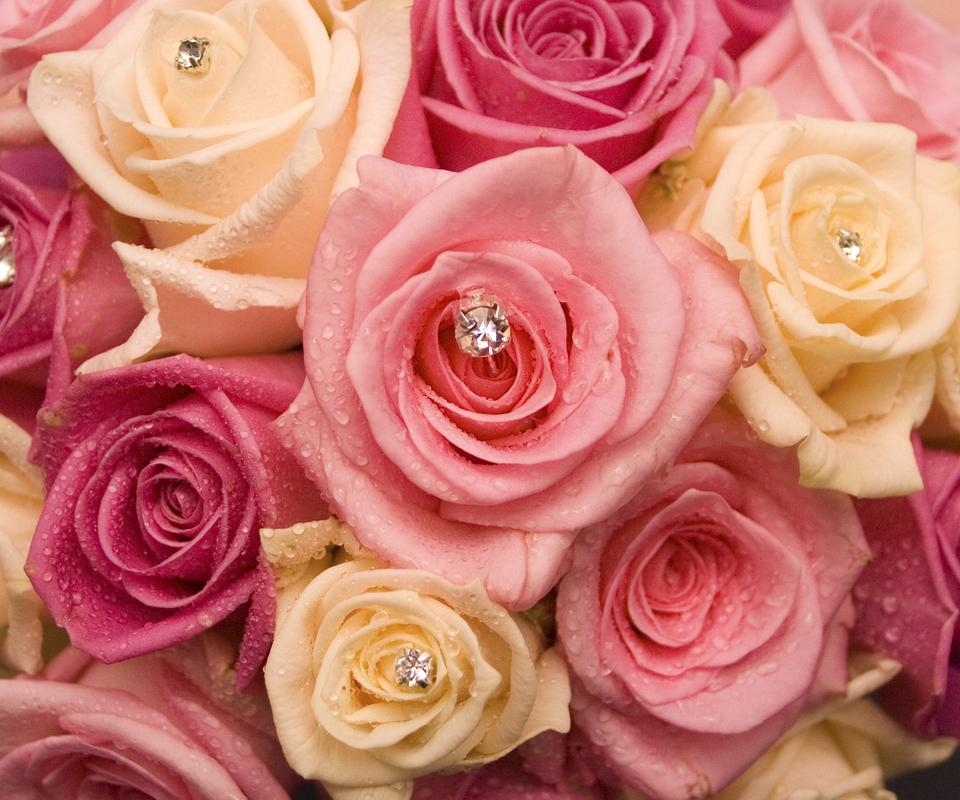 玫瑰花语图片,玫瑰花语和寓意