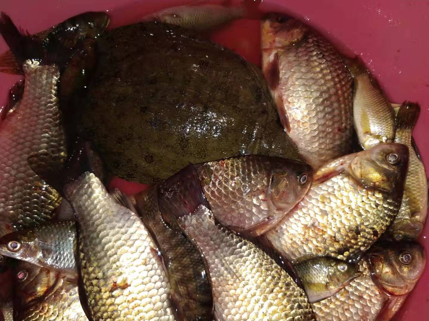 冬季钓鱼最好的诱食剂,突然降温钓鱼怎么加添加剂