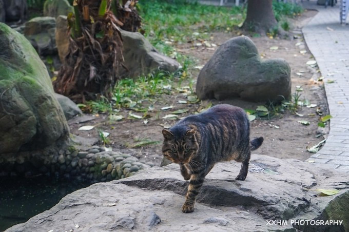 成都本地人去的最好吃的美食,中国姑娘吃成都美食