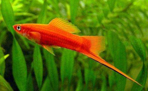 你们见过小鱼生蛋吗,你们见过鱼生蛋吗