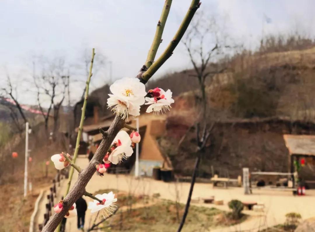 西安的春天到底有多美？我要打包送给你