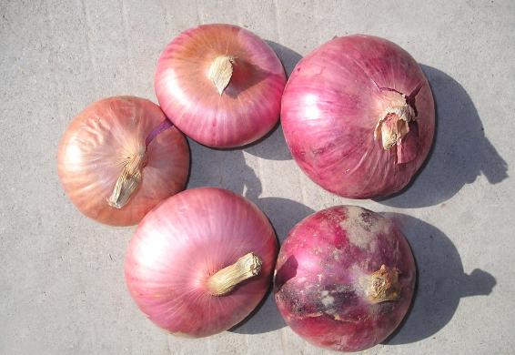 洋葱养花有什么作用,洋葱养花的功效和作用