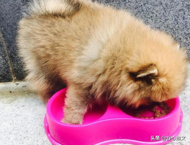 两个月的博美便便怎么那么臭,博美的便便特别臭