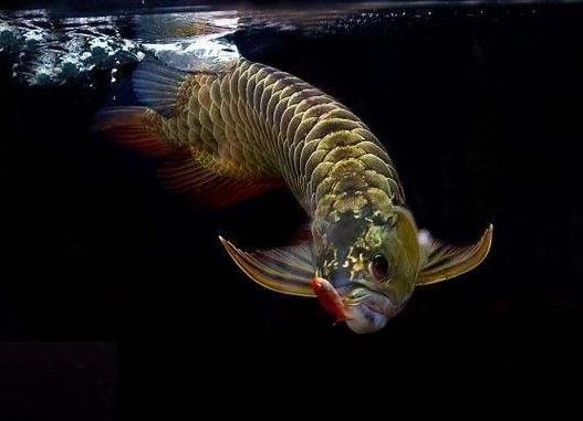 喂鱼用的饲料鱼是吃多少买多少,还是直接一次性多买点放鱼缸呢?