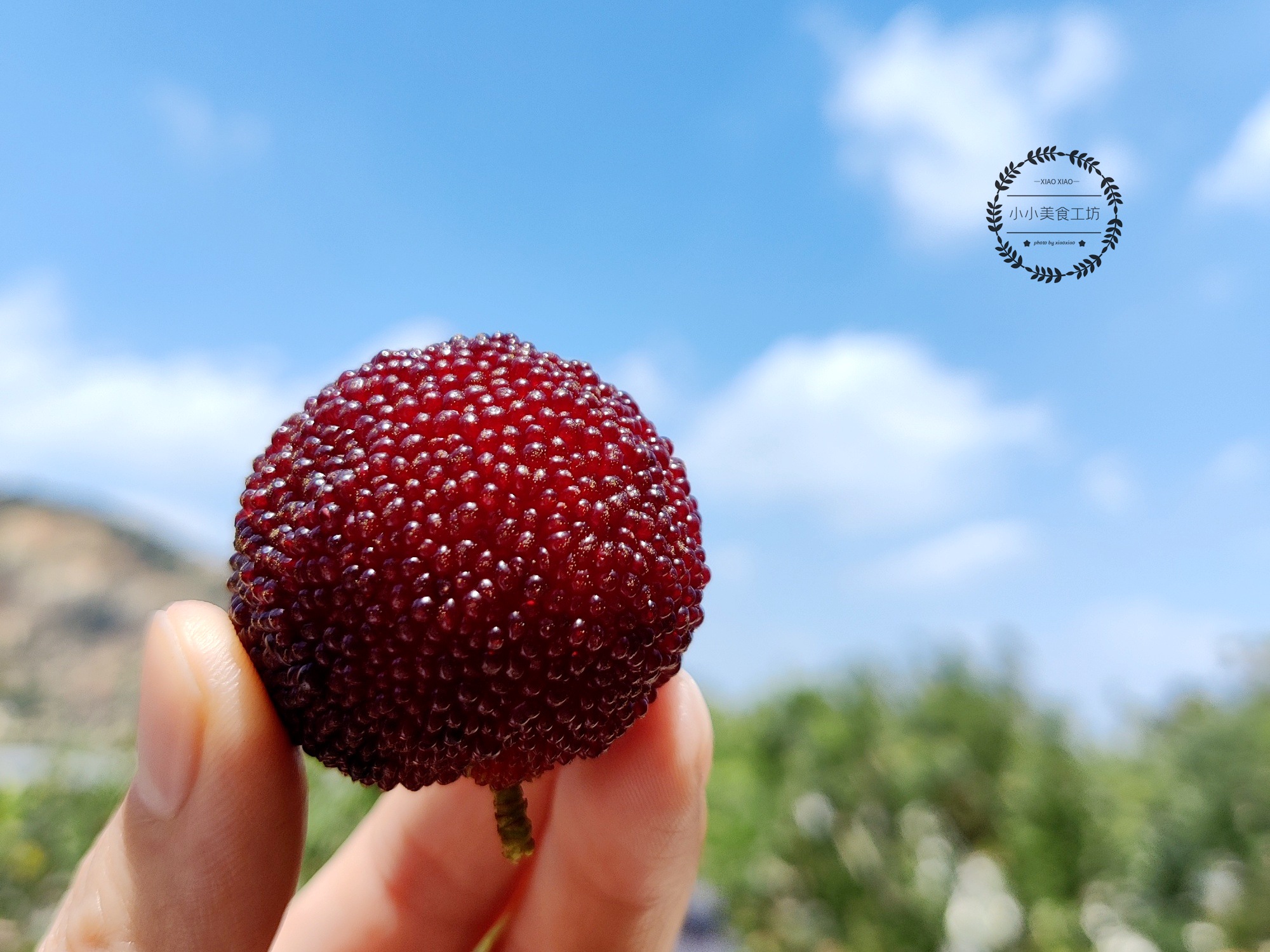 吃杨梅用水洗不,吃杨梅吃到虫卵有没有事