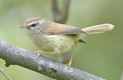 东江揽胜,惠州淡水常见鸟类图谱