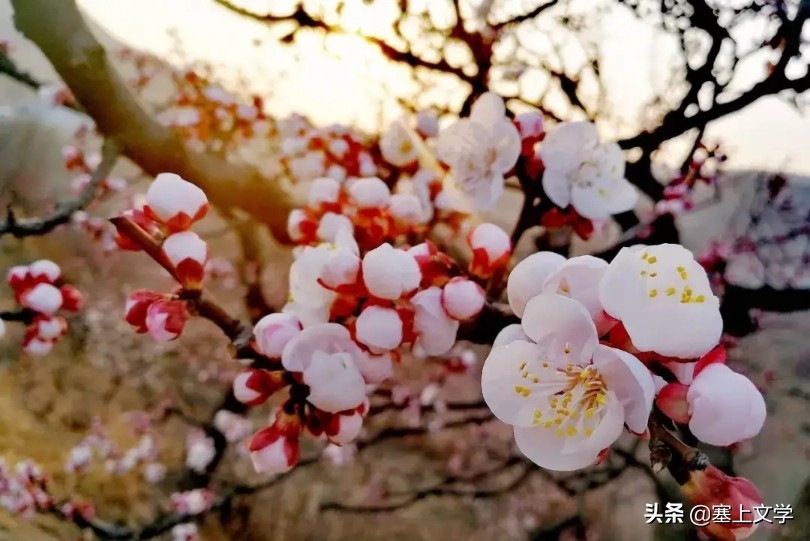 张炜散文原文,张炜散文奔腾