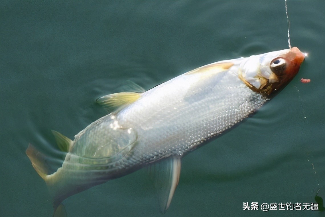 钓小白条要掌握哪些技巧,钓白条的正确方法和技巧